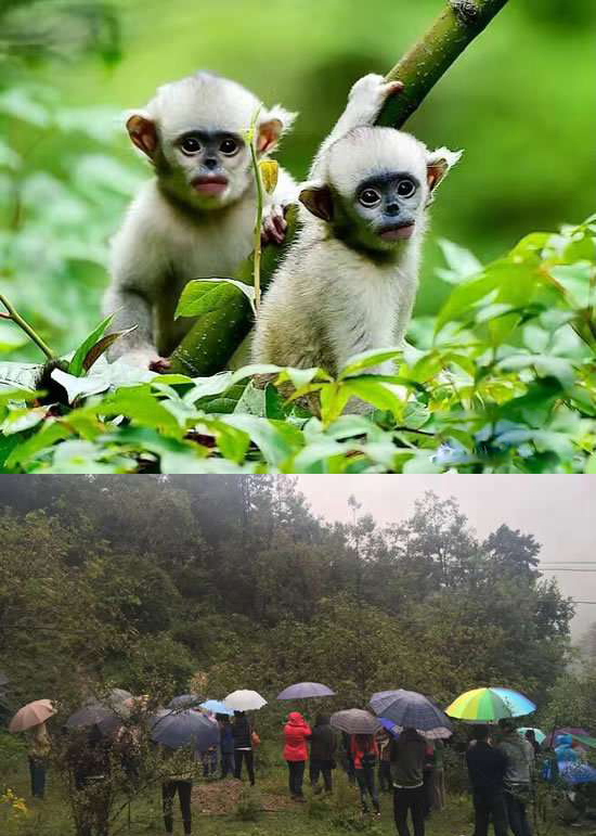 太陽能智慧路燈，太陽能智慧路燈廠家，太陽能智慧路燈價格